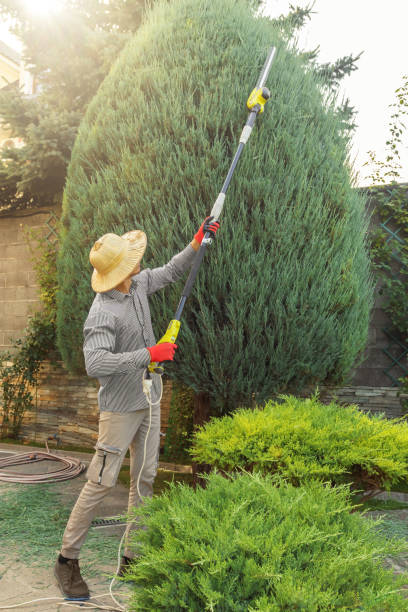 Best Tree Cabling and Bracing  in Double Springs, AL