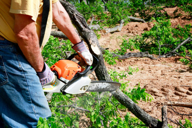 Lawn Renovation and Restoration in Double Springs, AL